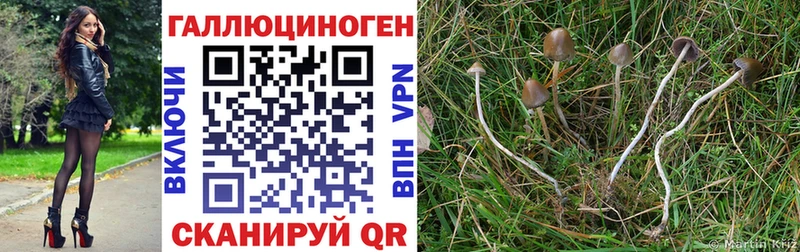Псилоцибиновые грибы Cubensis  Лагань 